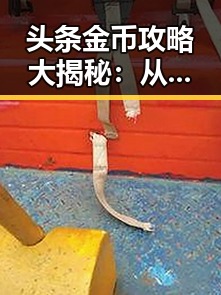 头条金币攻略大揭秘：从获取到兑换，所有你想知道的都在这里！💰✨
